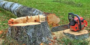 Best Seasonal Cleanup (Spring/Fall)  in Arlington Heights, PA