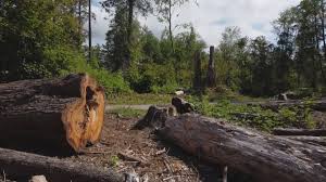 Best Lot and Land Clearing  in Arlington Heights, PA