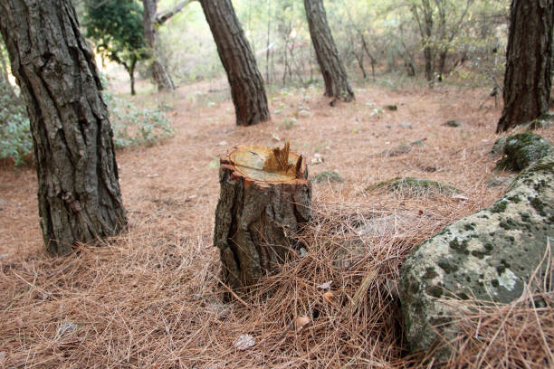 Reliable Arlington Heights, PA Tree Care Solutions