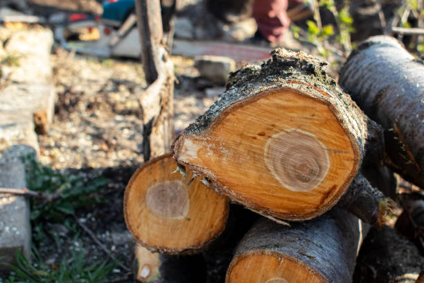 How Our Tree Care Process Works  in  Arlington Heights, PA