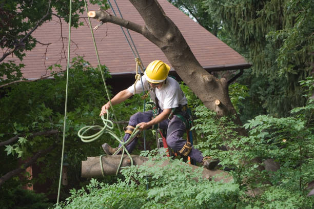 Best Fruit Tree Pruning  in Arlington Heights, PA