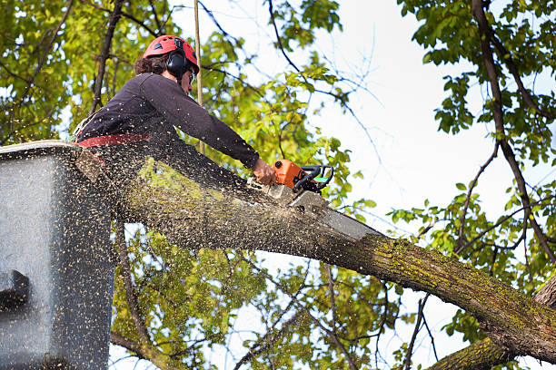 Best Aeration Services  in Arlington Heights, PA