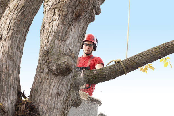 Best Hazardous Tree Removal  in Arlington Heights, PA