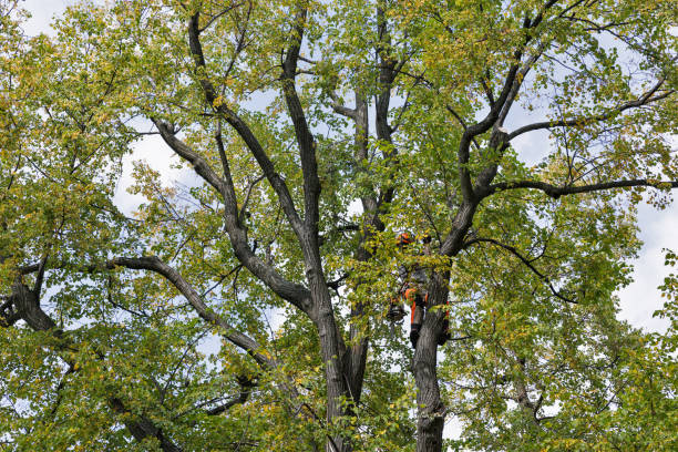 Best Tree and Shrub Care  in Arlington Heights, PA